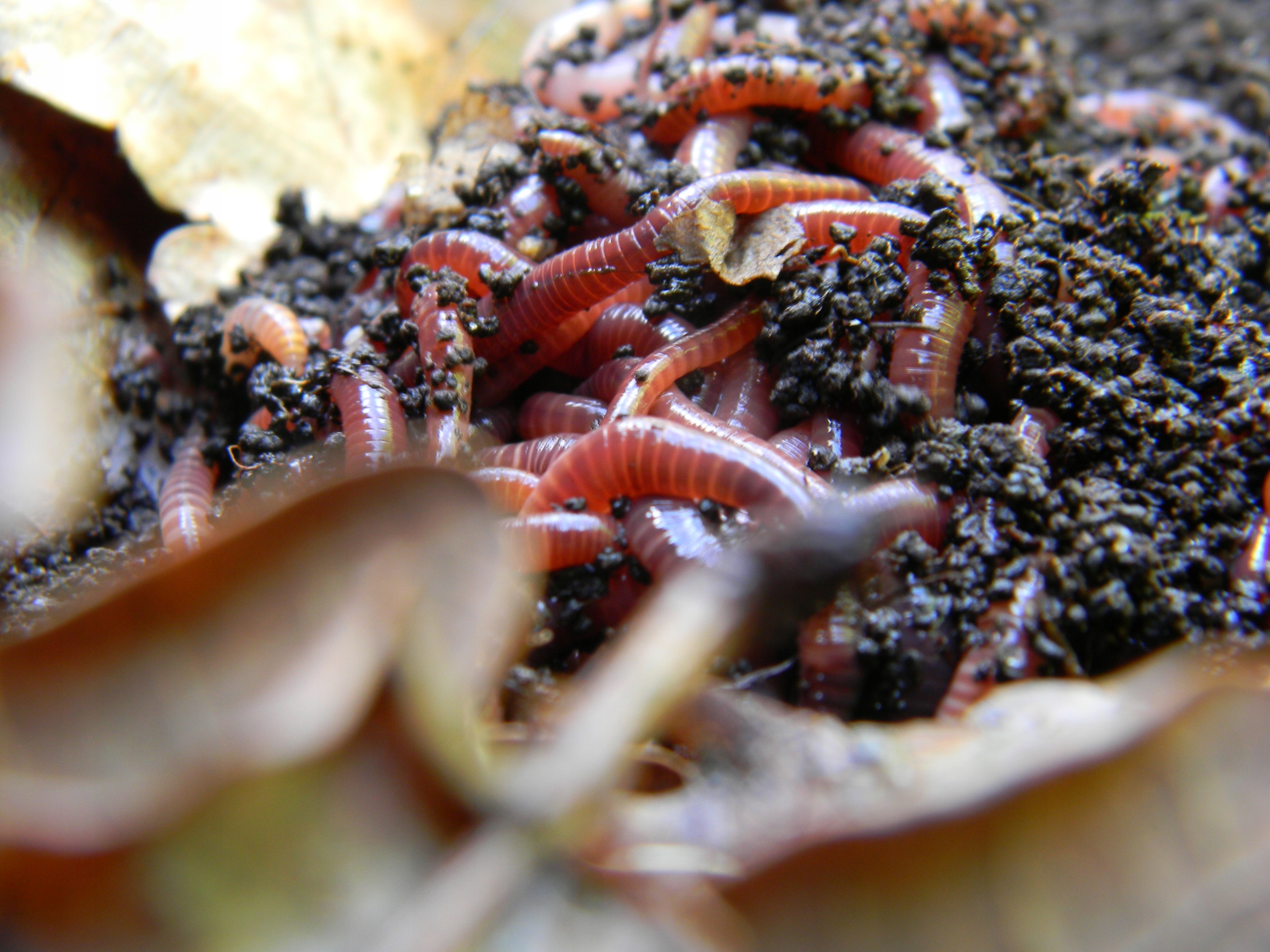 400szt Robaki Kompostowe Dżdżownice Kalifornijskie Długość (dłuższy bok podstawy) 30 cm