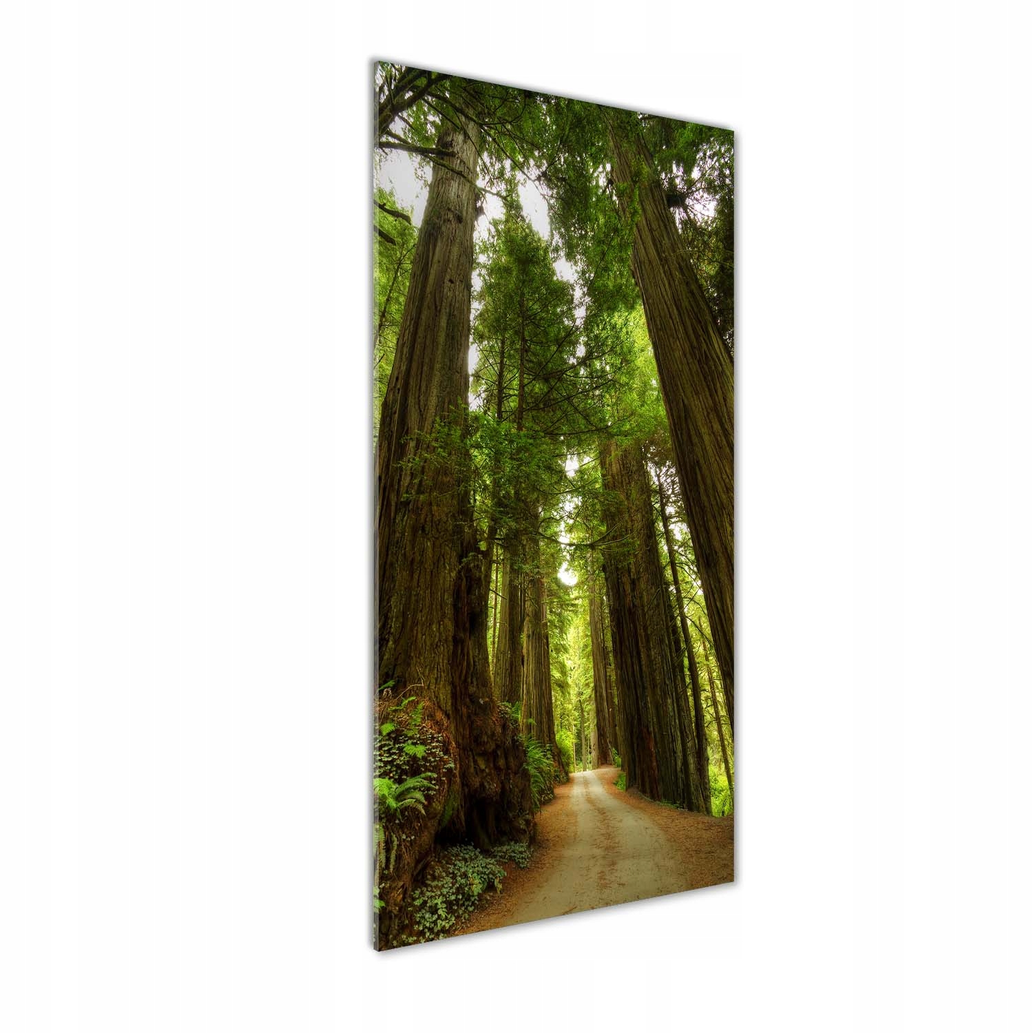 

Foto obraz szkło akrylowe Ścieżka w lesie 50x125cm