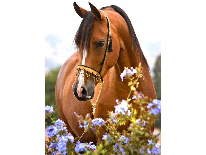 

Haft Diamentowy Obraz Mozaika Koń Łąka 30x40cm