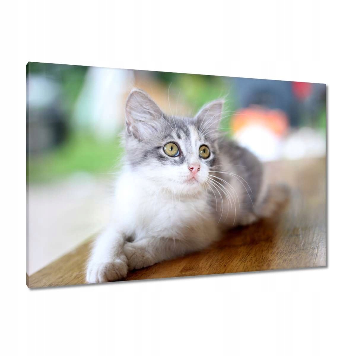 Obrazy 120x80 Kočka Kočky Kočka