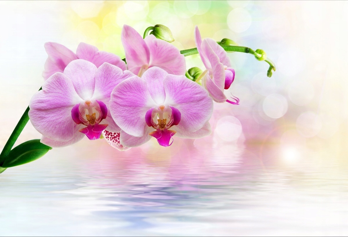 

Tapeta flizelinowa Orchidea Róż - 104x70
