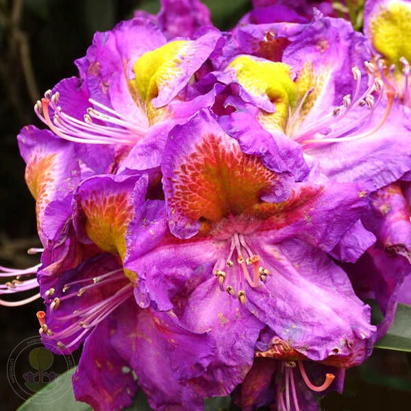 RÓŻANECZNIK MAGIC EYE - spektakularne kolory