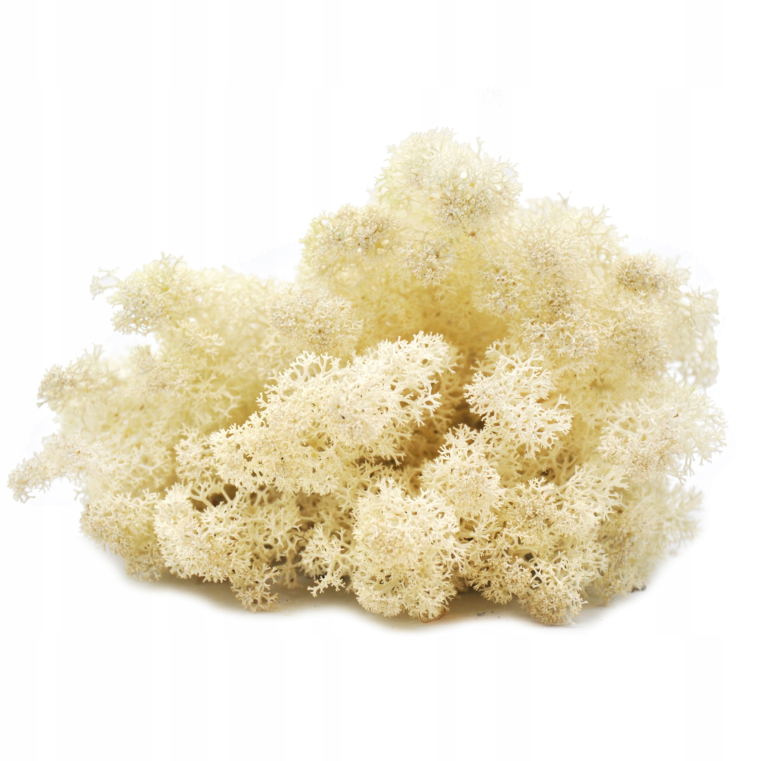 

Mech Chrobotek Reniferowy Biały Las W Szkle 25g