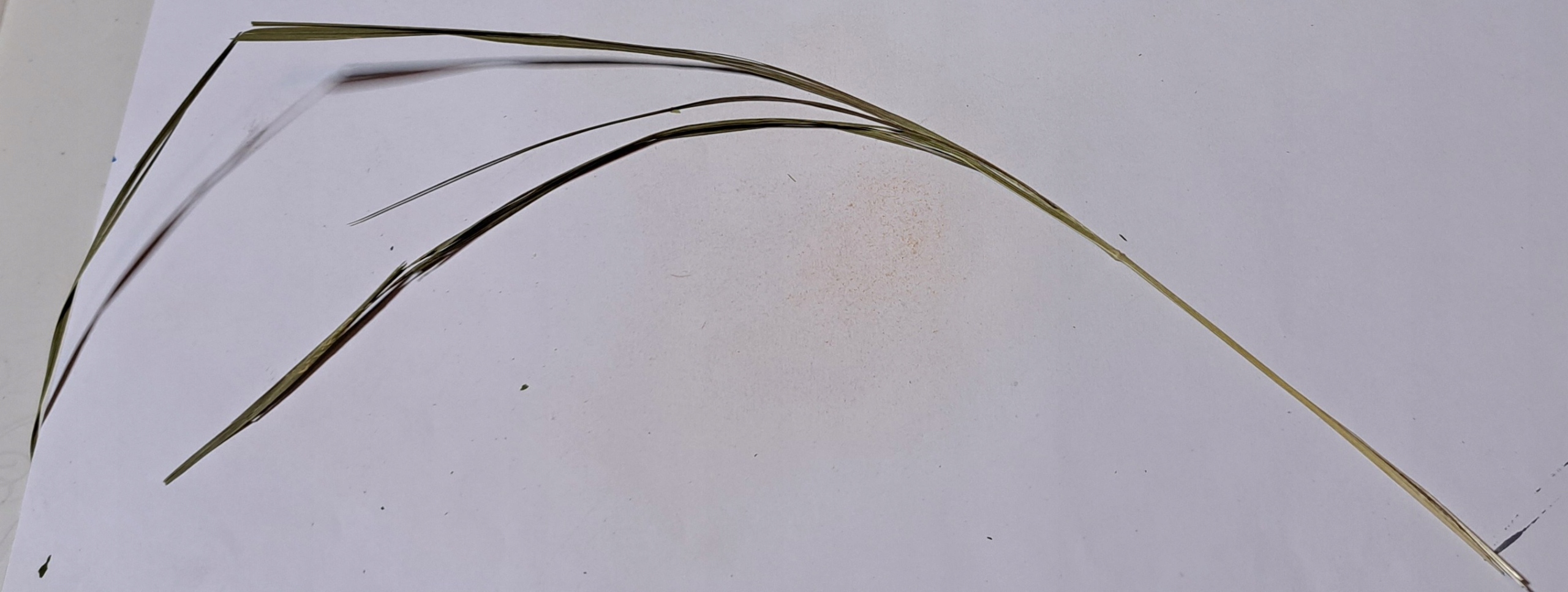 Levně Tráva Žubrovka 25 kg Rafex