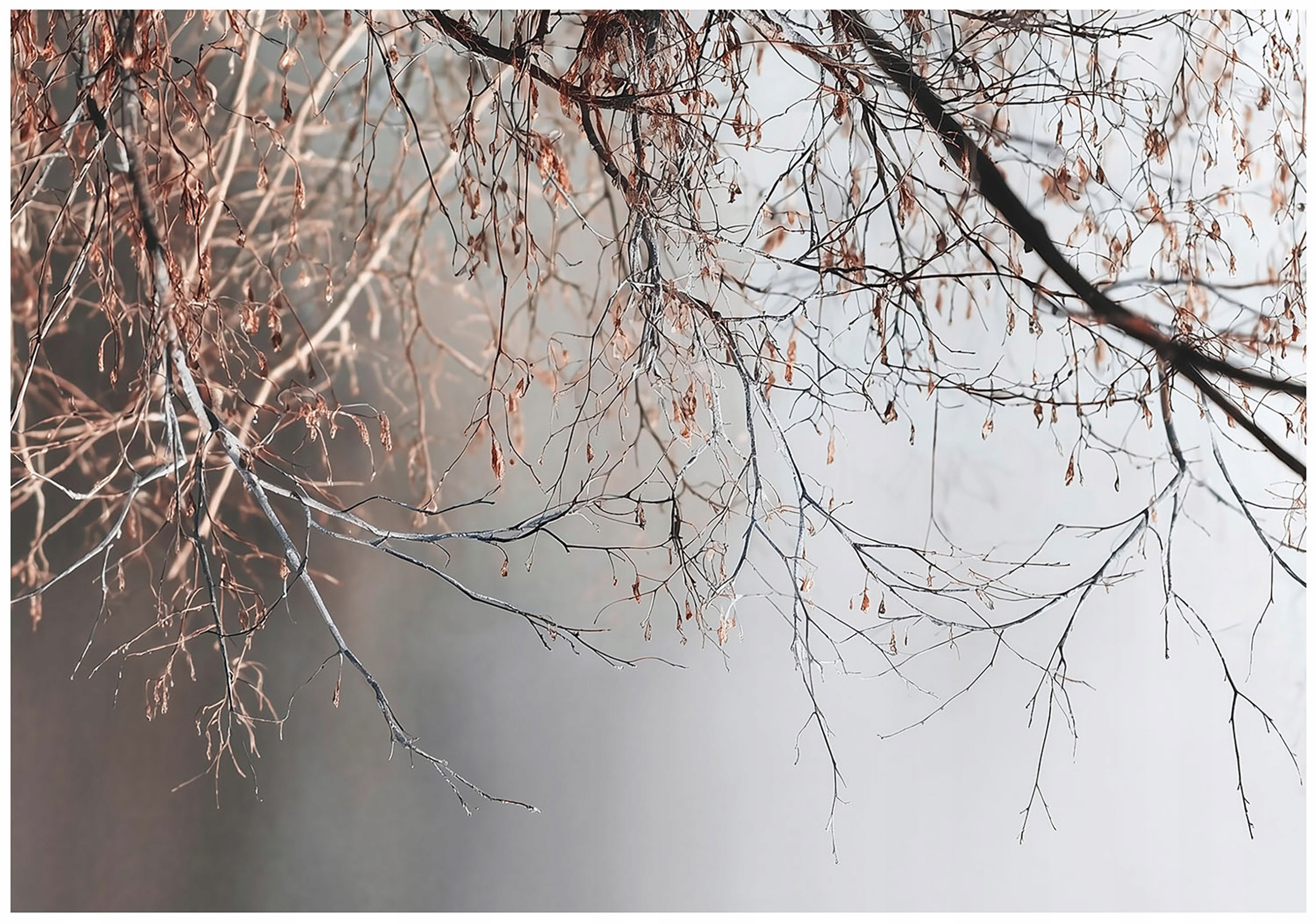 Fototapeta Abstrakcia Vetvy Betón Sivá Závesné Vetvičky Loft 350x250