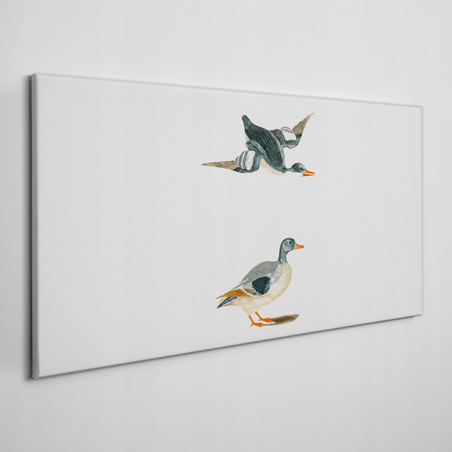 

Obraz na płótnie Zwierzęta ptaki kaczki 140x70 cm