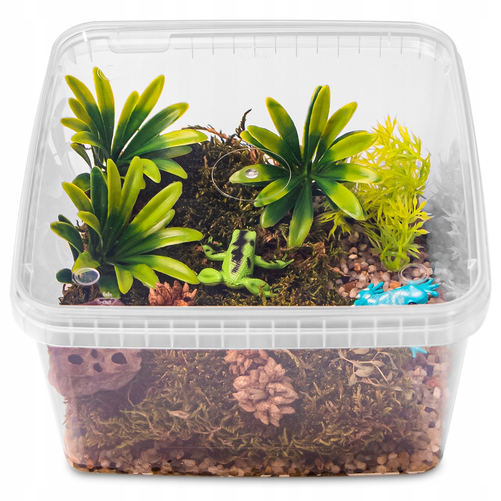 

Mini Terrarium Dla Owadów Skorpionów Dobry Widok