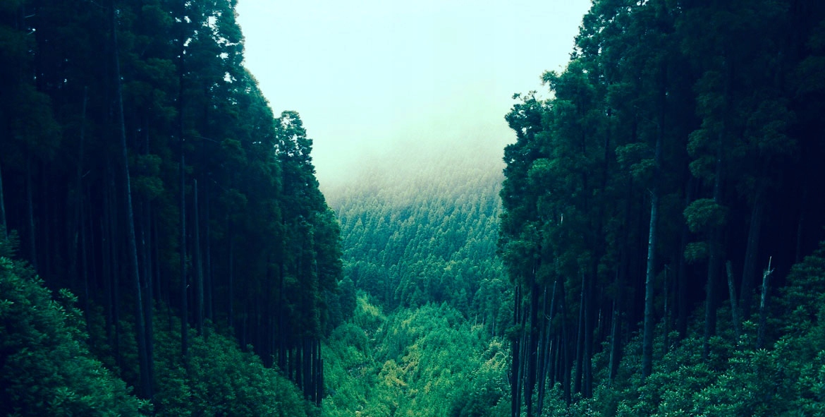 Desso Green Universal MEN EDP 100ml JFenzi *Fenzi Marka JFenzi