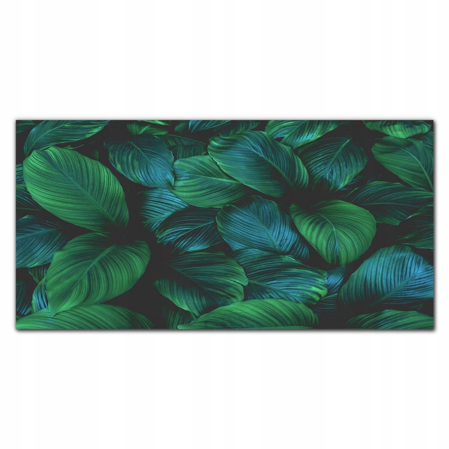 Obraz na plátne Kvet listy rastlina 140x70 cm