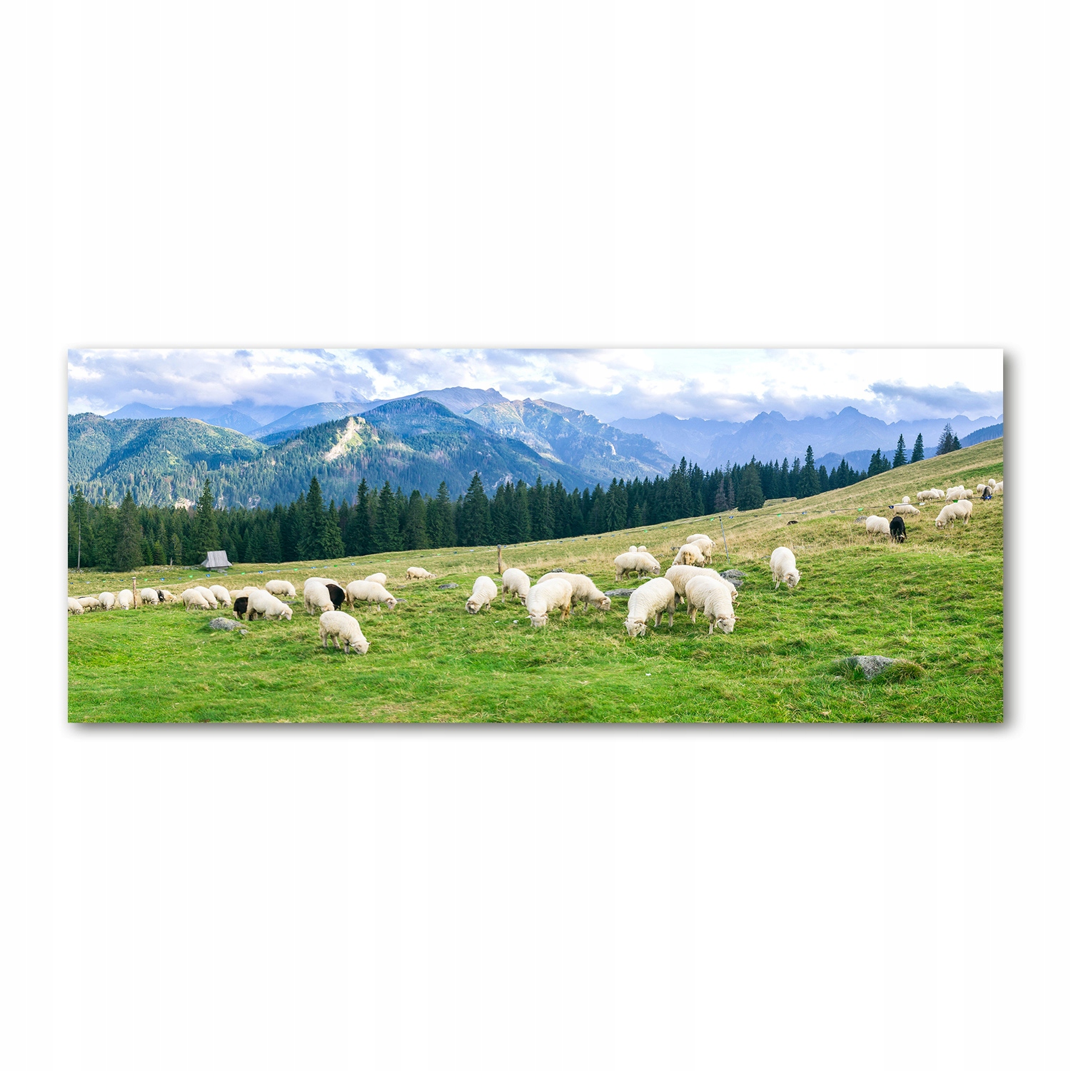 

Foto obraz akryl zdjęcie Owce w Tatrach 125x50 cm
