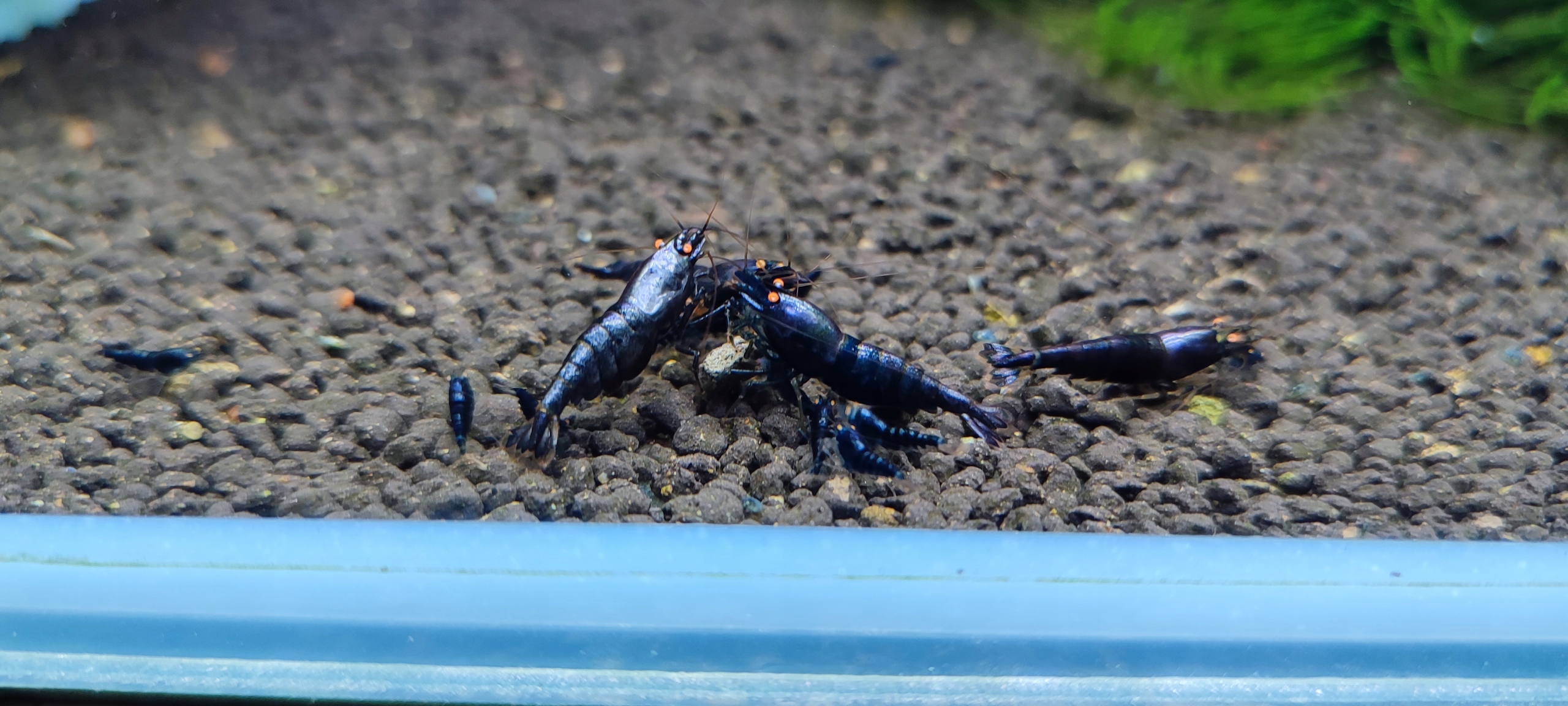 Креветки Caridina 5x Purple Metallic Orange Eye молодые