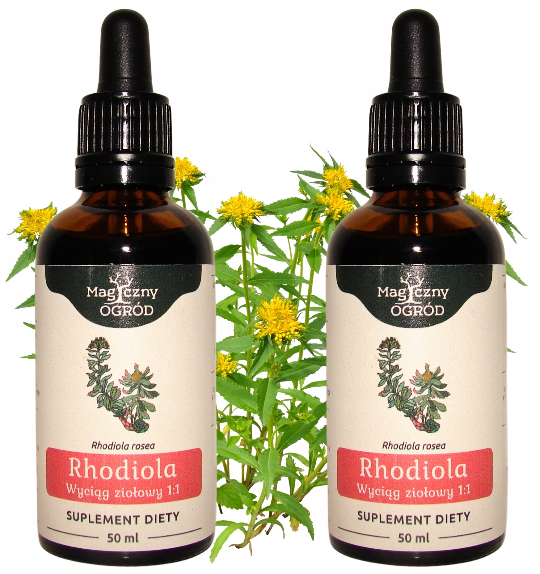 Rhodiola Różeniec Górski Nanga Pamięć Stres 50ml