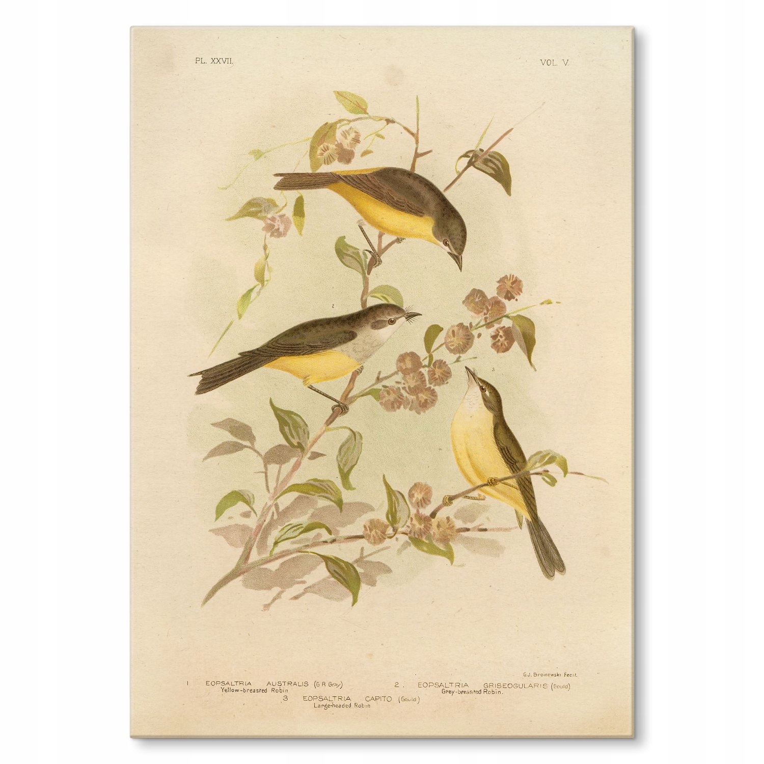 Kovový plakát Retro atlas Ptáci XXVII Dárek 30 x 42 cm