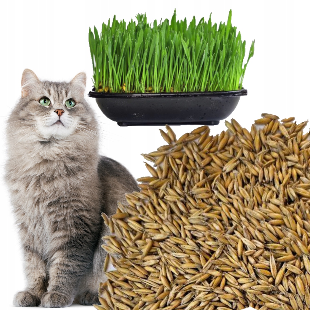Levně Semena 1 kg trávy pro kočky pro vlastní produkci