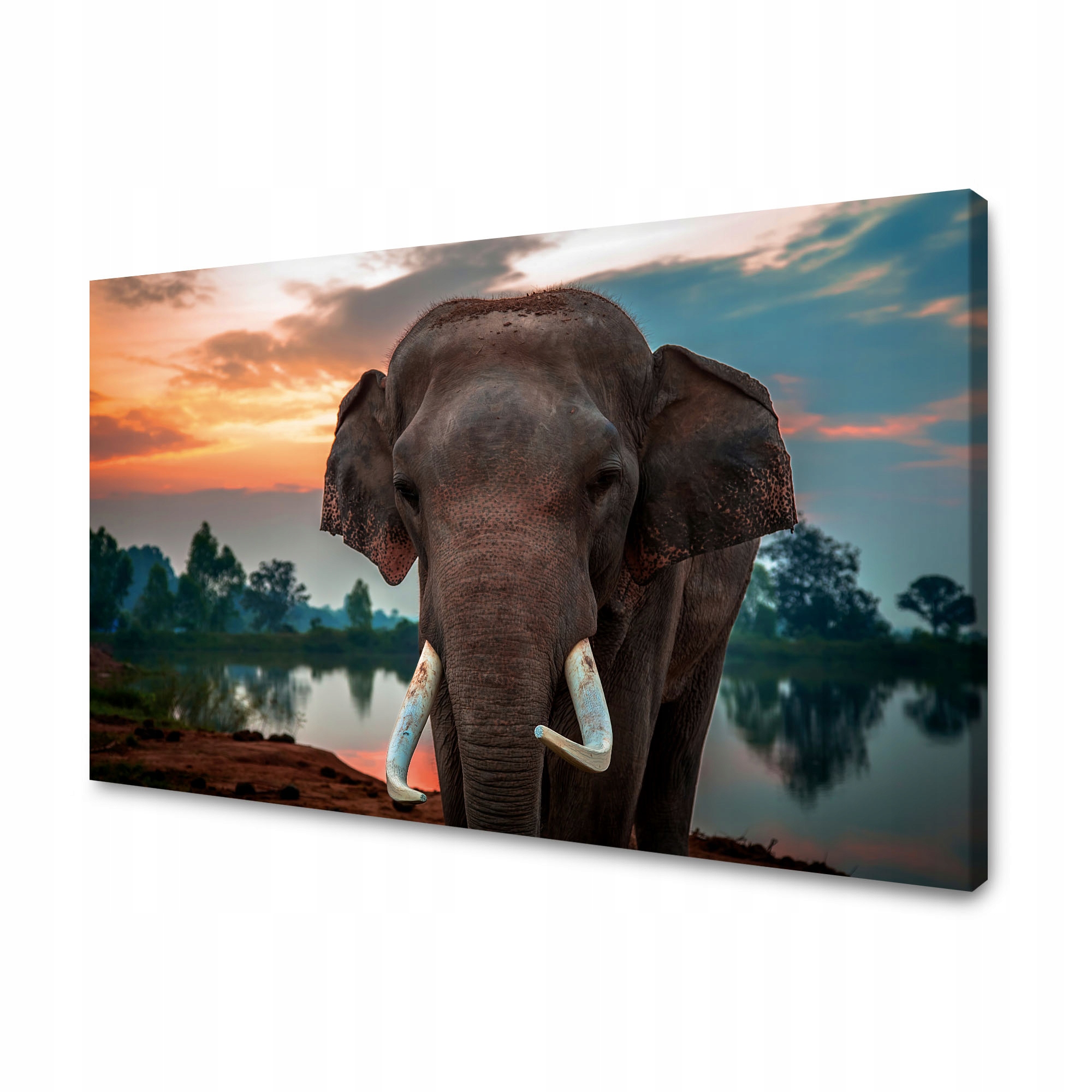 Obraz na plátně Krásná obloha Slon Příroda 120x70 cm Ideální jako dárek
