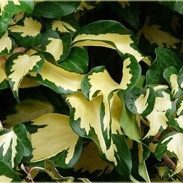 Плющ обыкновенный GOLDHEART двухцветный красивые листья круглый год