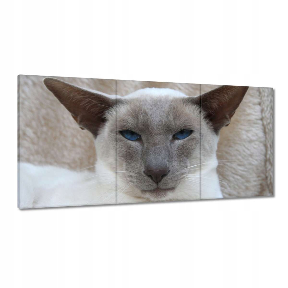 Obrazy 180x90 Mačka Mačky