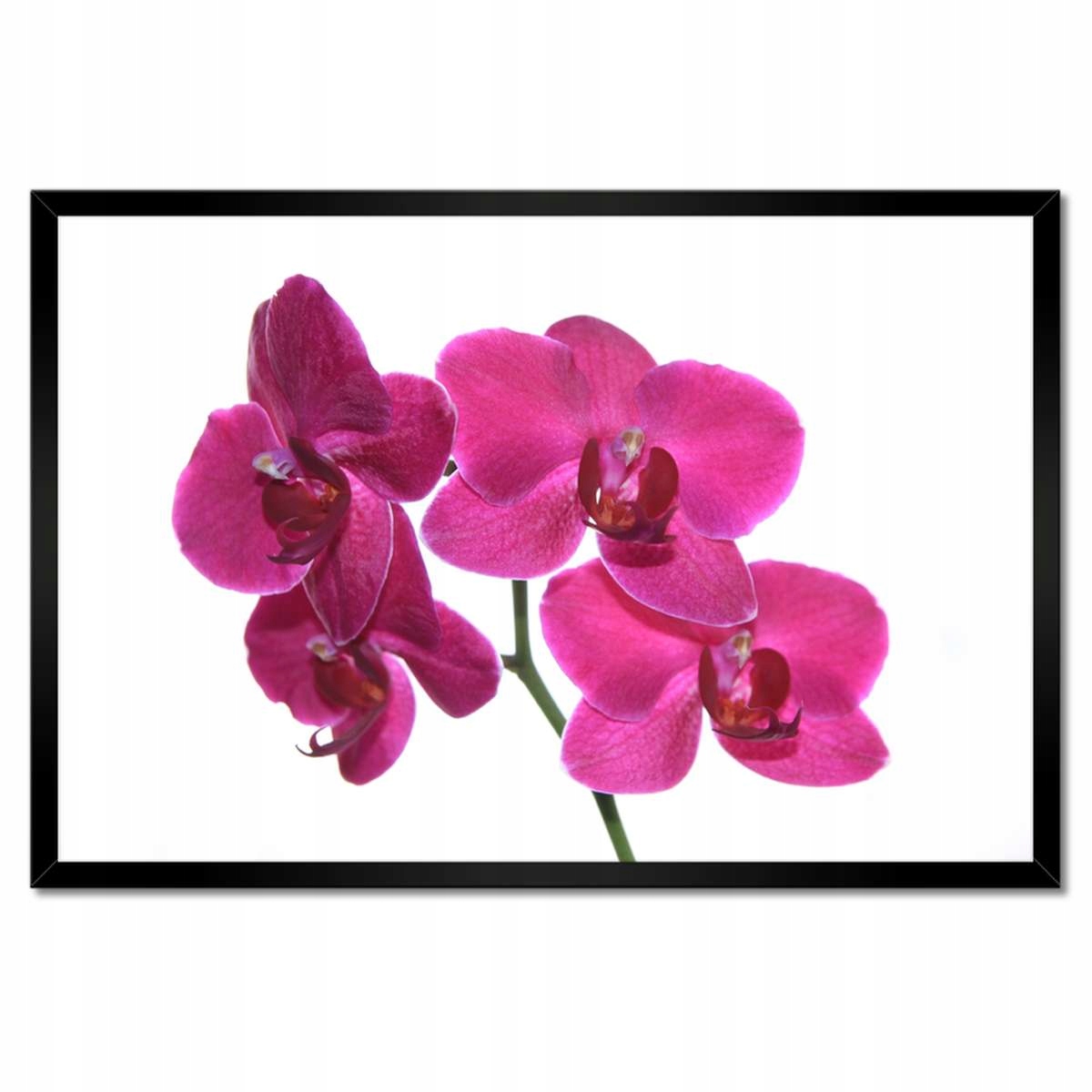 Plakáty v rámu 60x40 Fialový orchidej
