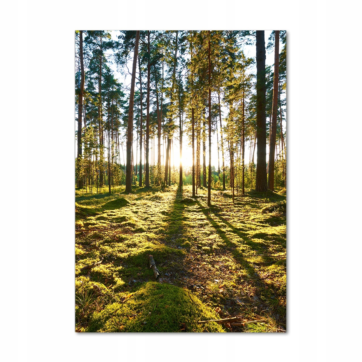 

Nowoczesny fotoobraz akrylowy Las sosnowy 70x100cm