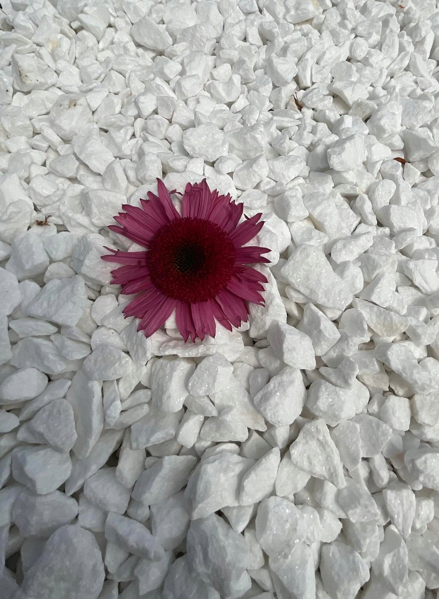 GRYS THASSOS 11-32 ŁAMANY