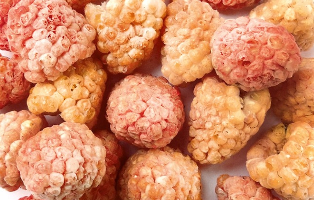 Levně Lyofilizovaná Zlatá Malina 500 g