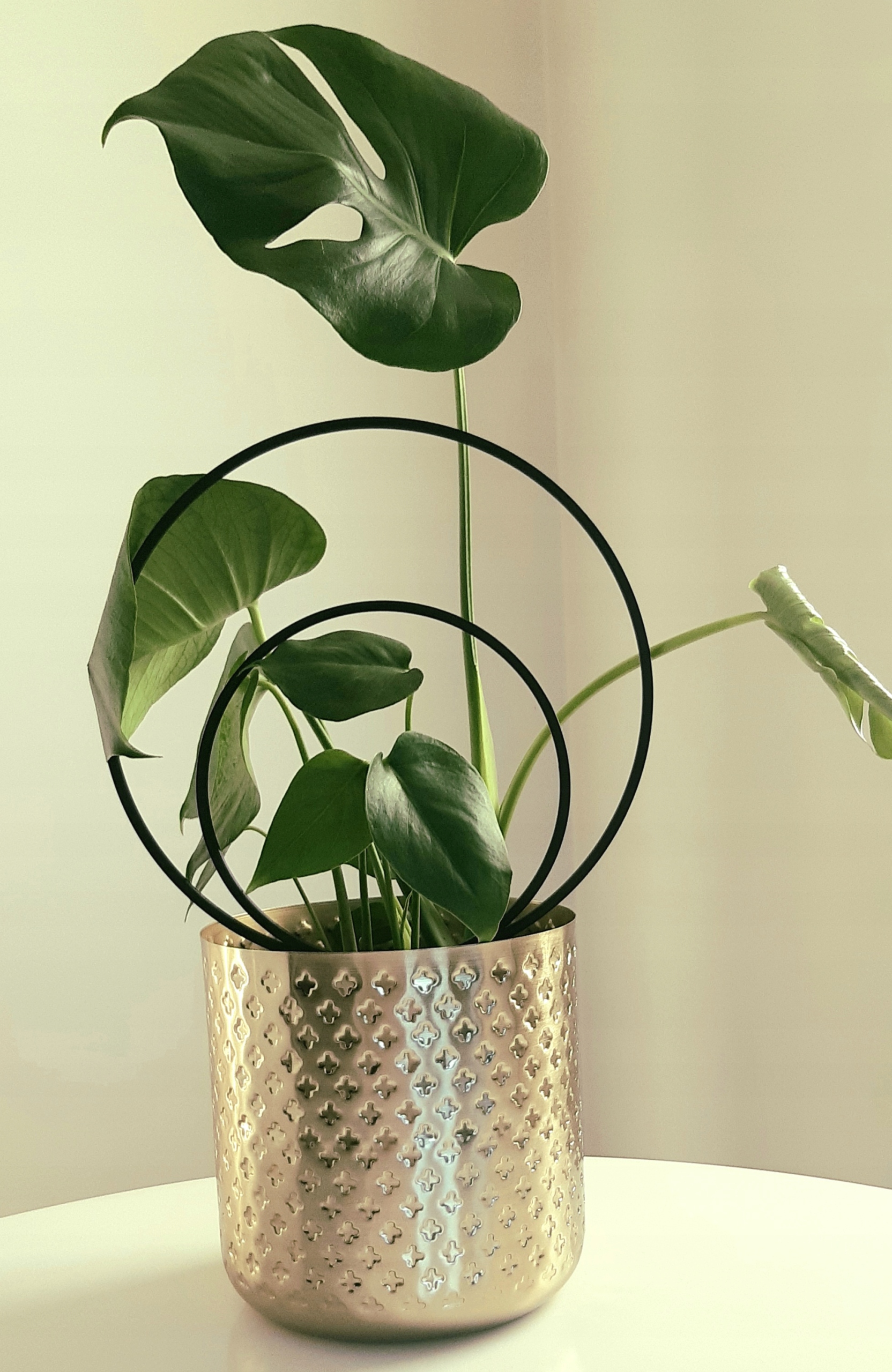 PODPÓRKA PERGOLA DO KWIATÓW KOŁO 2 OBRĘCZ 20 cm h Kod producenta PODPÓRKA DO KWIATÓW OBRĘCZ KOŁO 20 cm