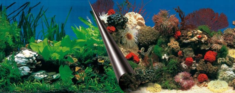 

Ebi Tło dwustronne Stone + Coral 60x30cm