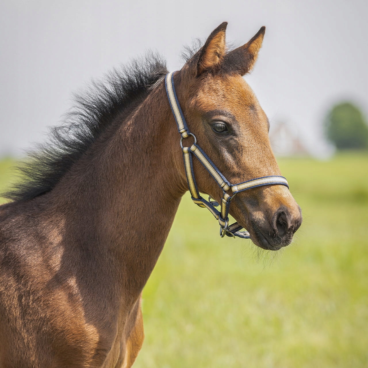 Qhp Kantar źrebięcy collection foal full Sandy Beach