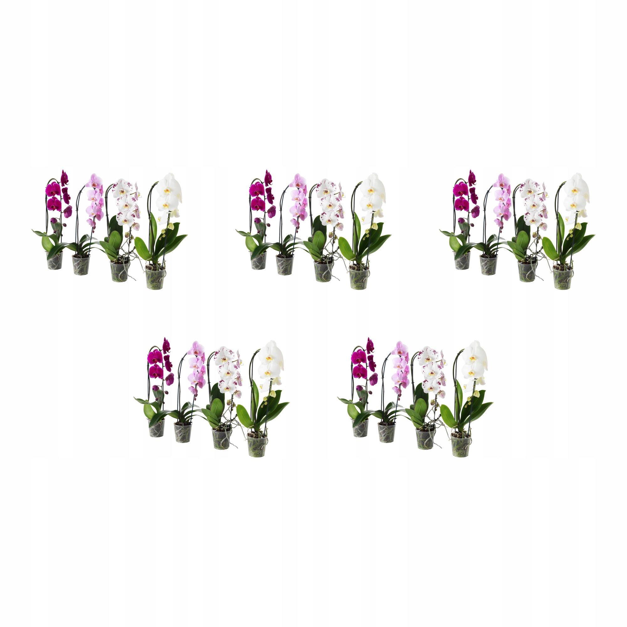 5 ks Orchidej Phalaenopsis Kaskádová 60 cm Květináčová rostlina