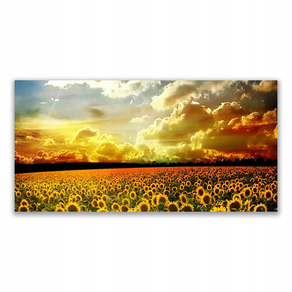 

Fotoobraz akryl 120x60 Pole Słoneczników Krajobraz