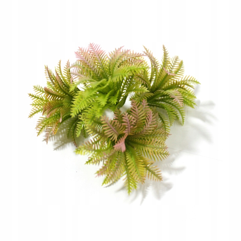 

Gęsta Kępka Paprotka Trawa Roślina Terrarium Gady