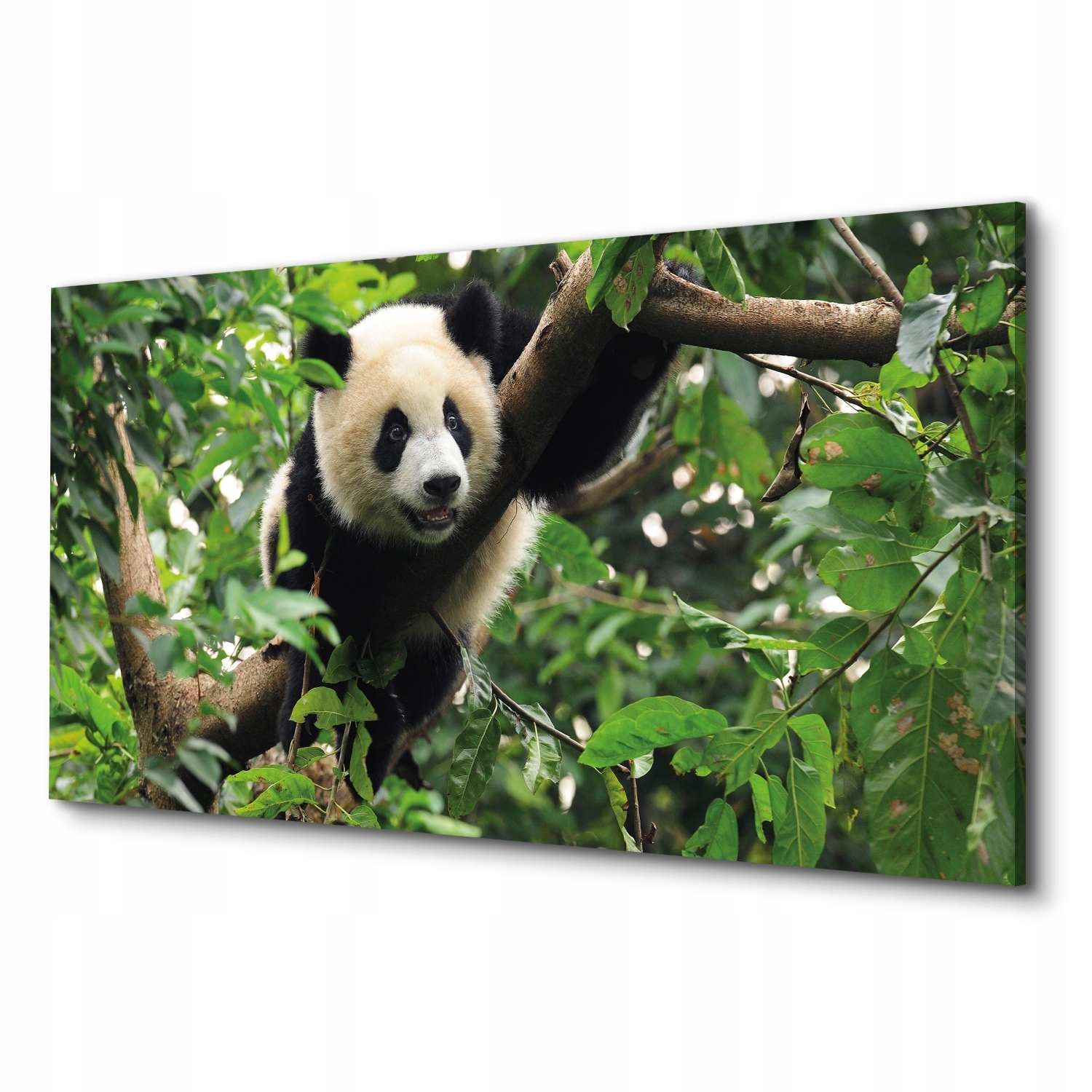 

Foto na płótnie ścienny Panda lasnatura 100x50
