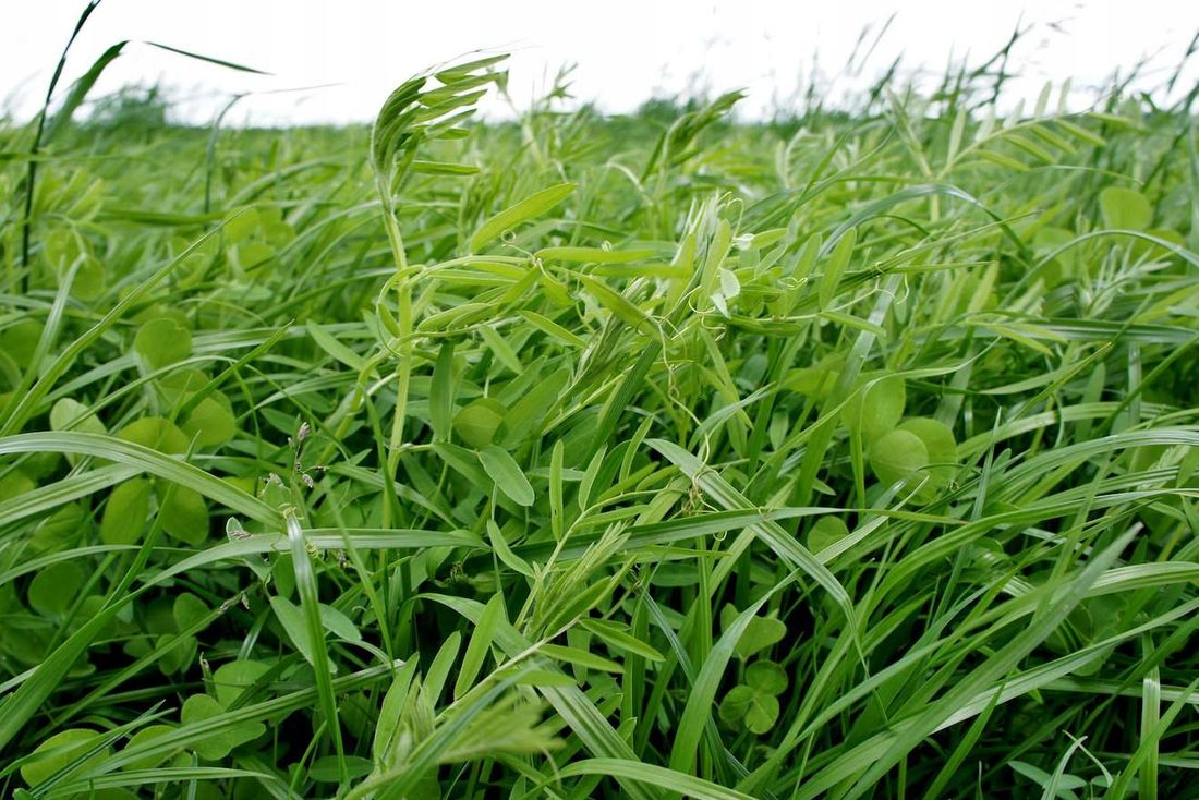 Mieszanka Gorzowska Kalnas 10 kg poplonowa ozima życica koniczyna wyka