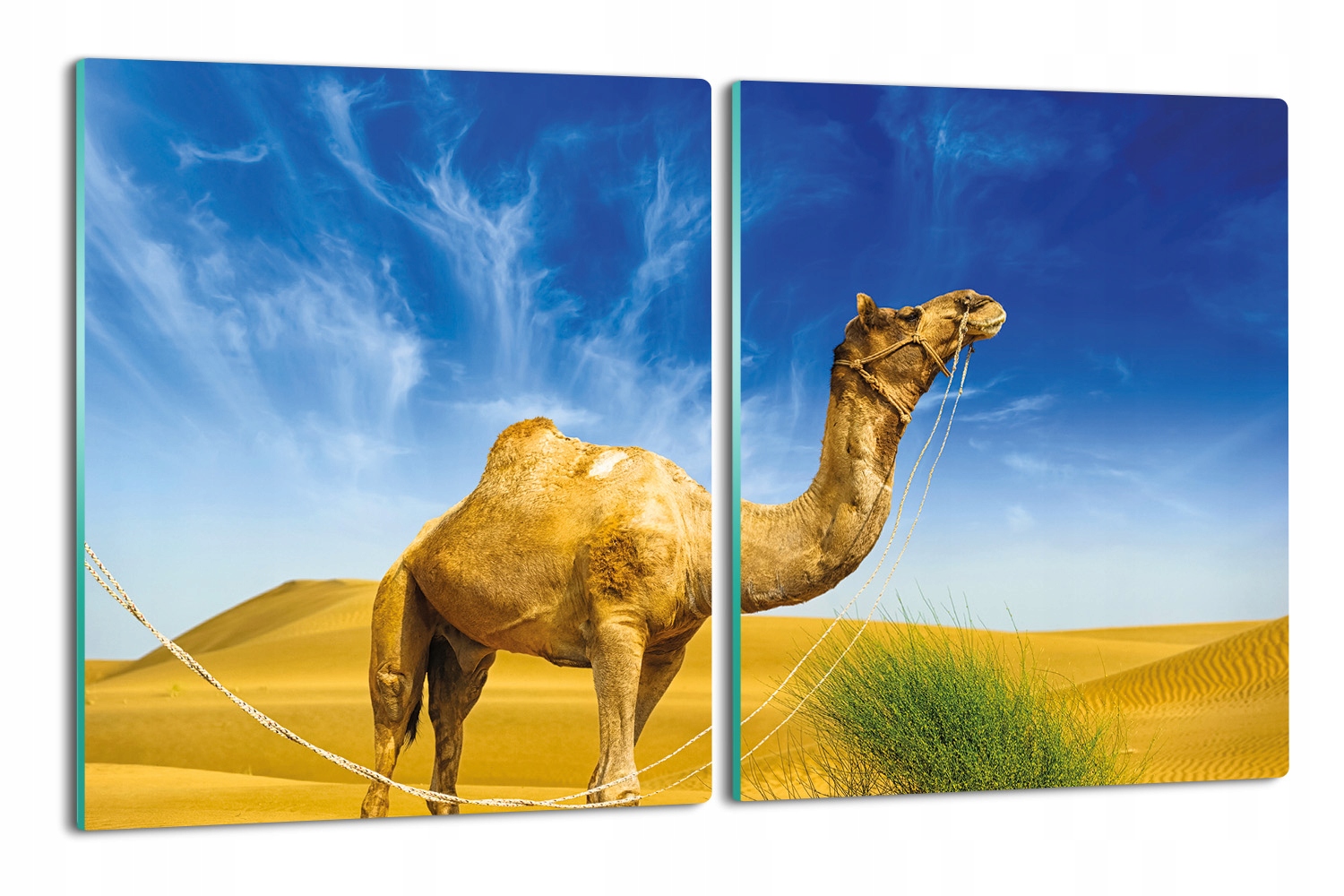 s potiskem – obal 2x 40x52 Velbloud poušť