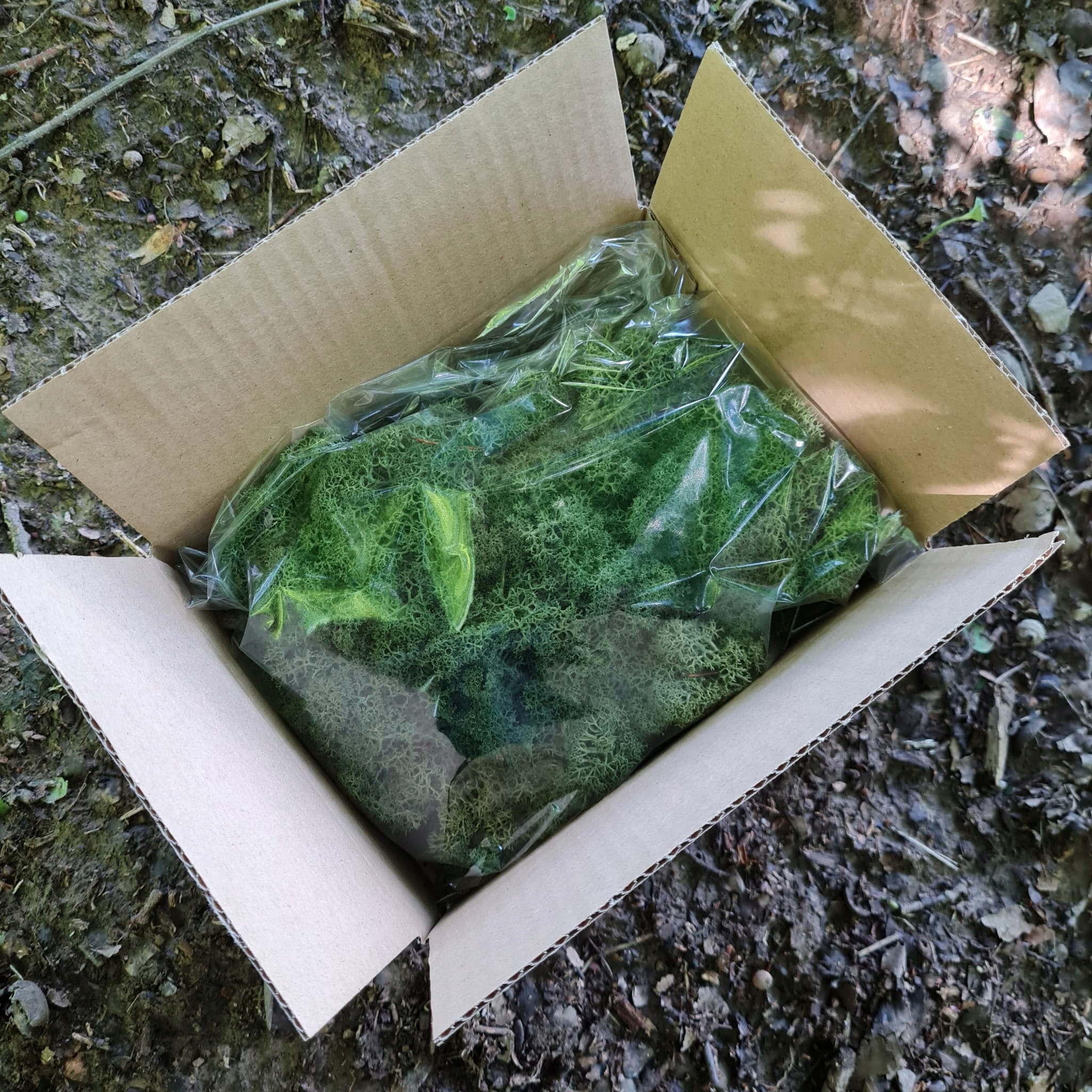 Mech Reniferowy Chrobotek MOSS GREEN 80G NETTO Kod producenta MECH RENIFEROWY Moss Green