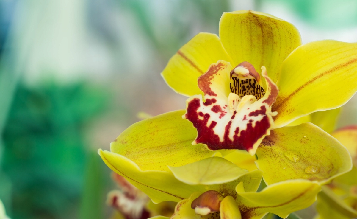 

Tapeta flizelinowa Żółta orchidea 416x254