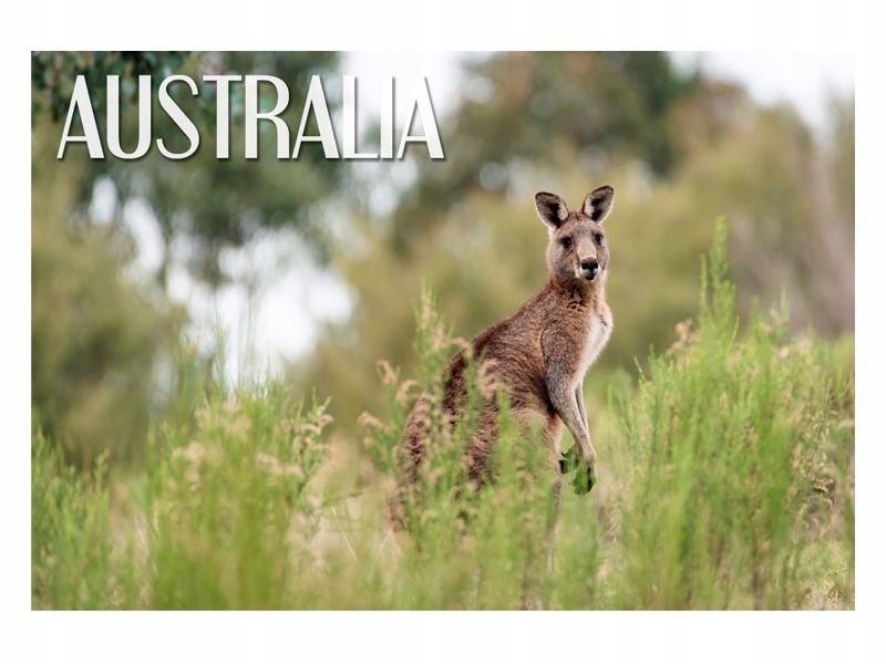 

Australia Kangaroo Magnes na lodówkę
