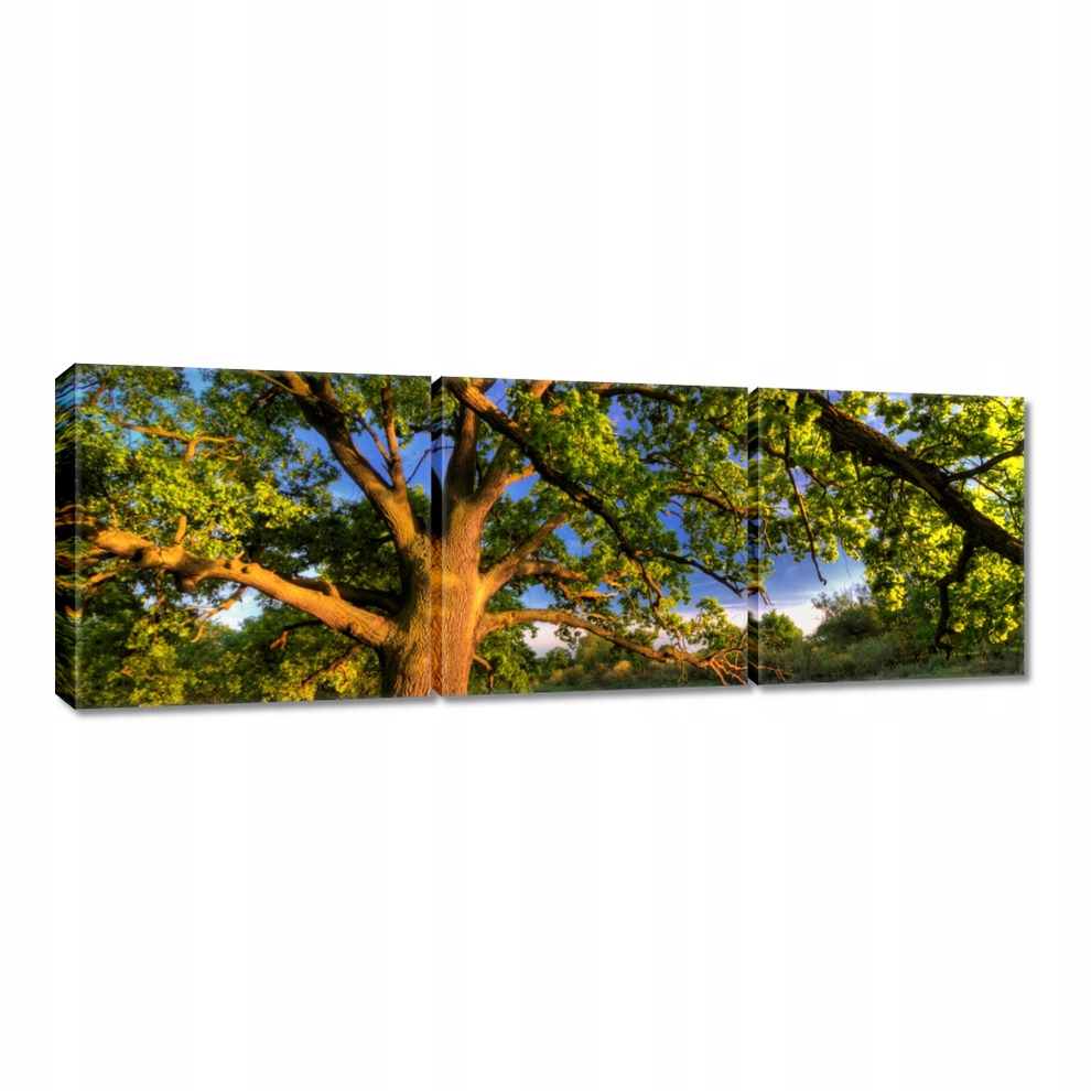 

Obrazy 60x20 Dąb w Rogalinie Zachód