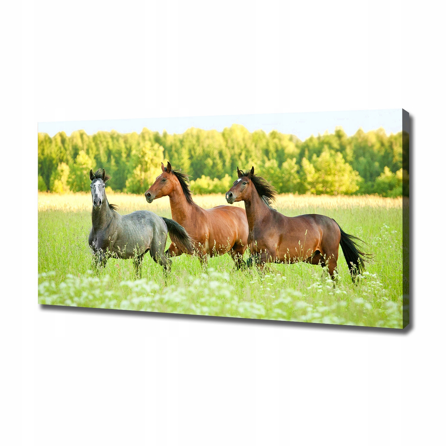 

Foto obraz na płótnie Konie w galopie 120x60 cm