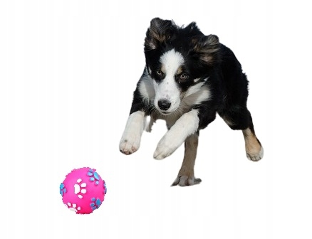 

Zabawka Piłka Piszcząca Różowa Pies Kot