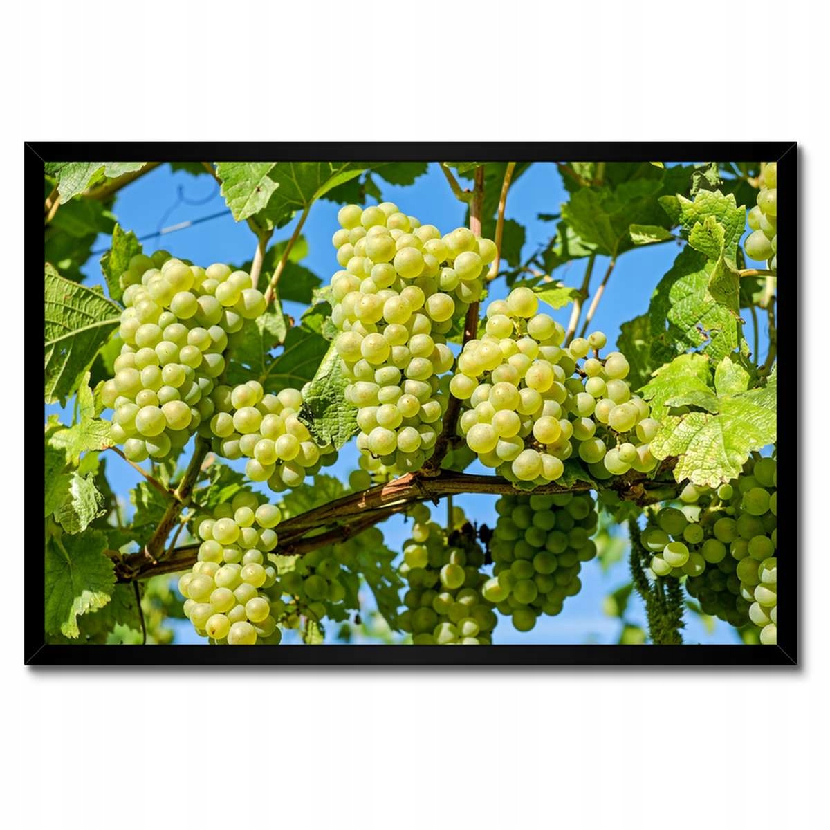 Plakáty v rámu 60x40 Zelené hroznové víno