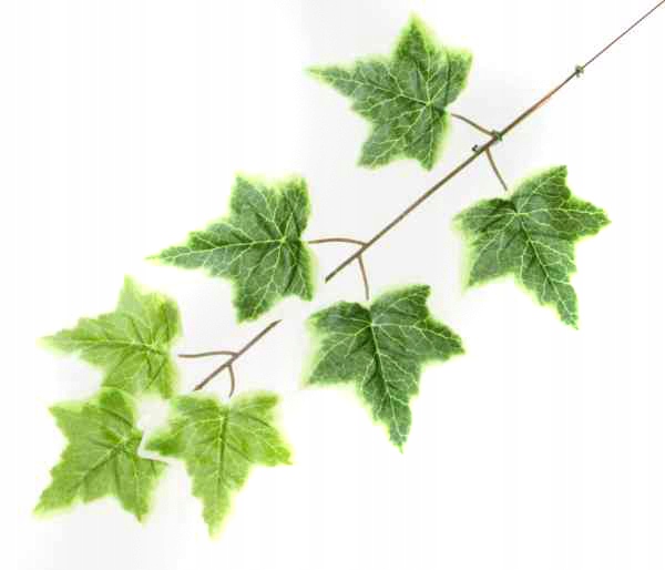 Liść WINOGRONO Gałązka GREEN/WHITE winorośl