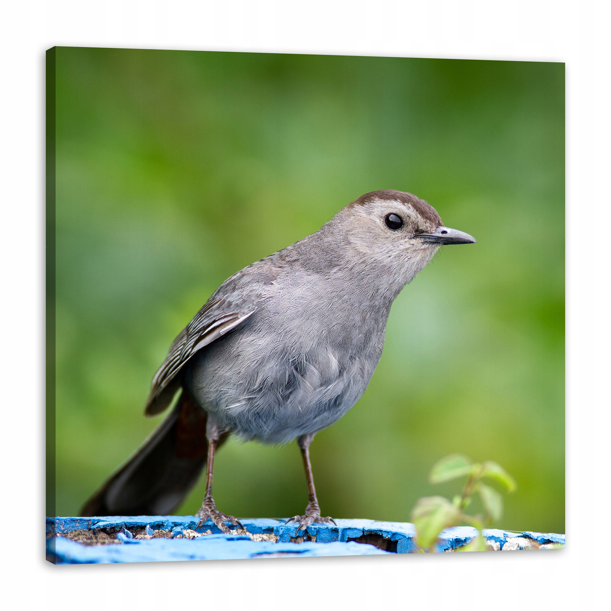 Obraz na plátně Zvířata Sedící ptáček 80x80 cm