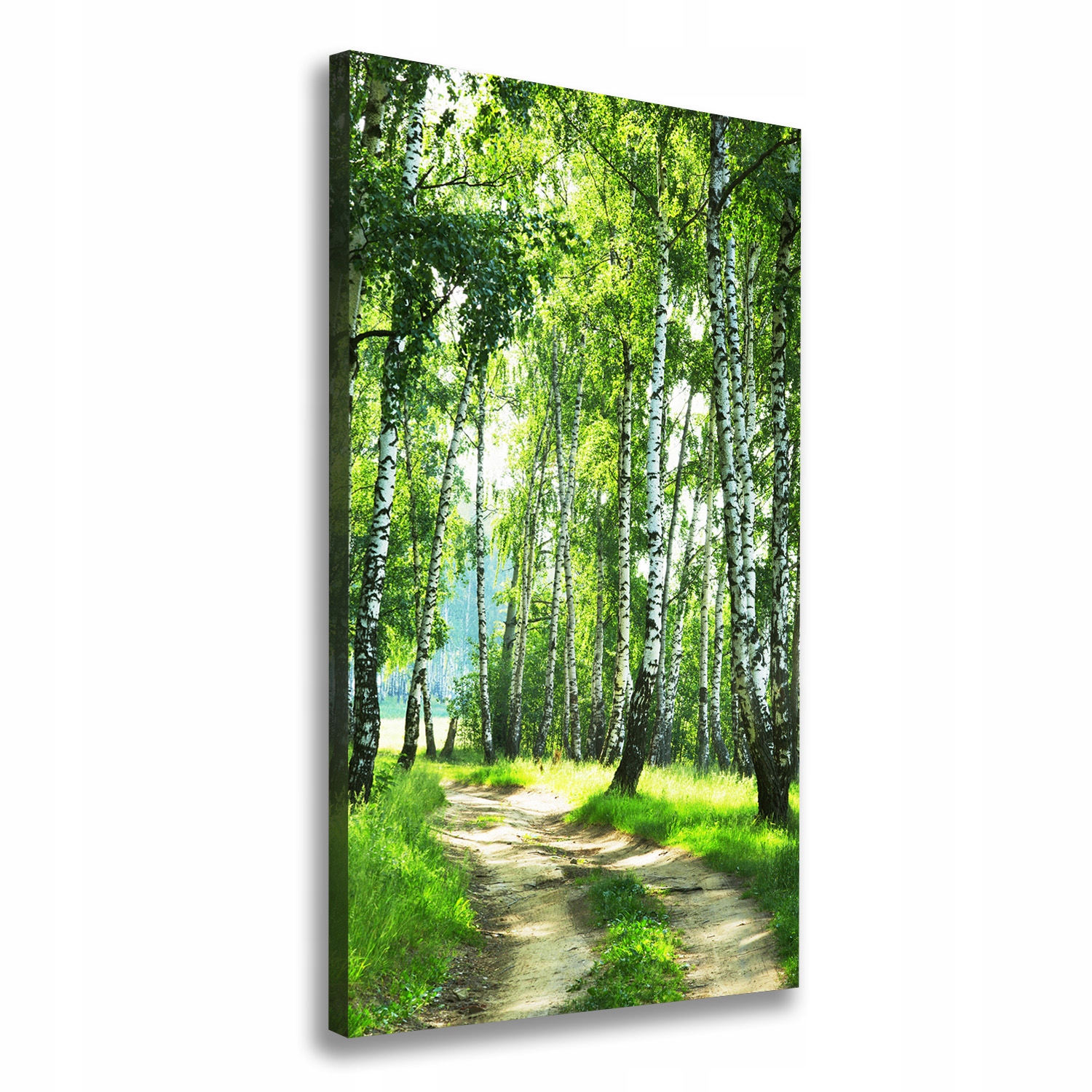 

Foto obraz canvas do salonu Las brzozowy 70x140