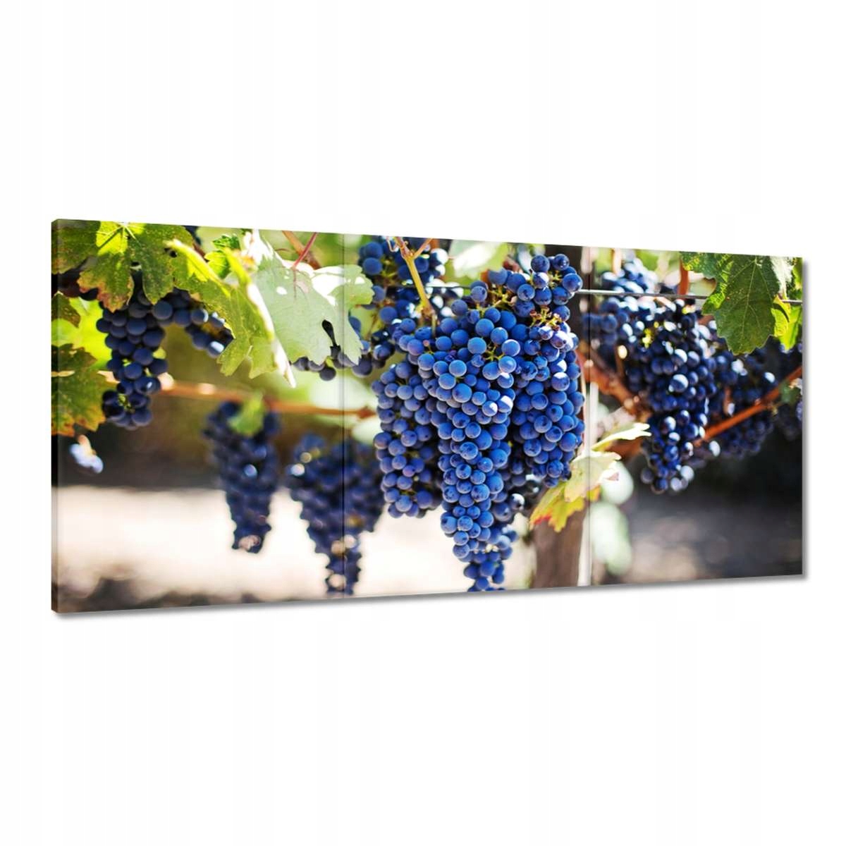 Obrazy 180x90 Víno Hrozno Vinárstvo