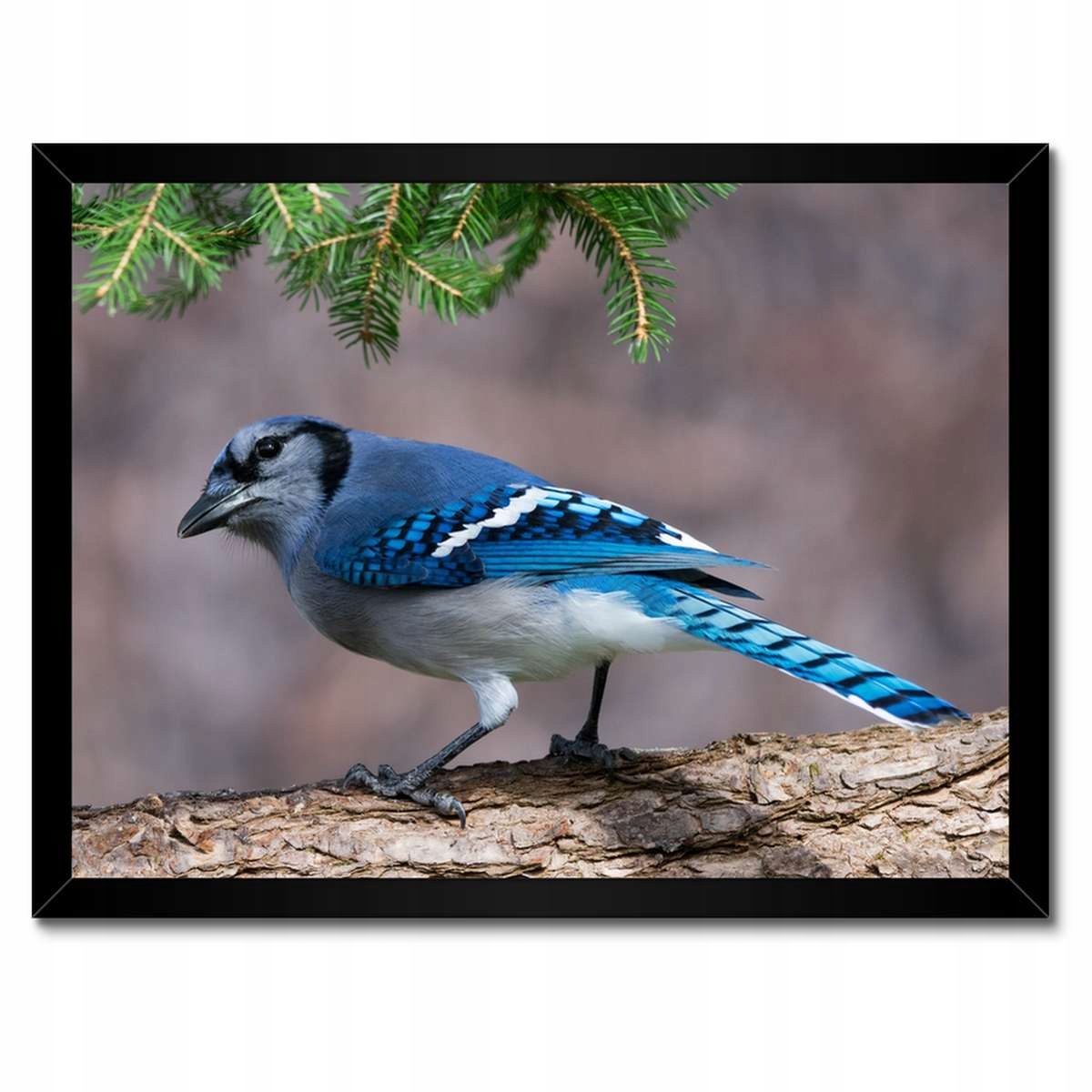 Plakáty v rámu 40x30 Pták Sójka