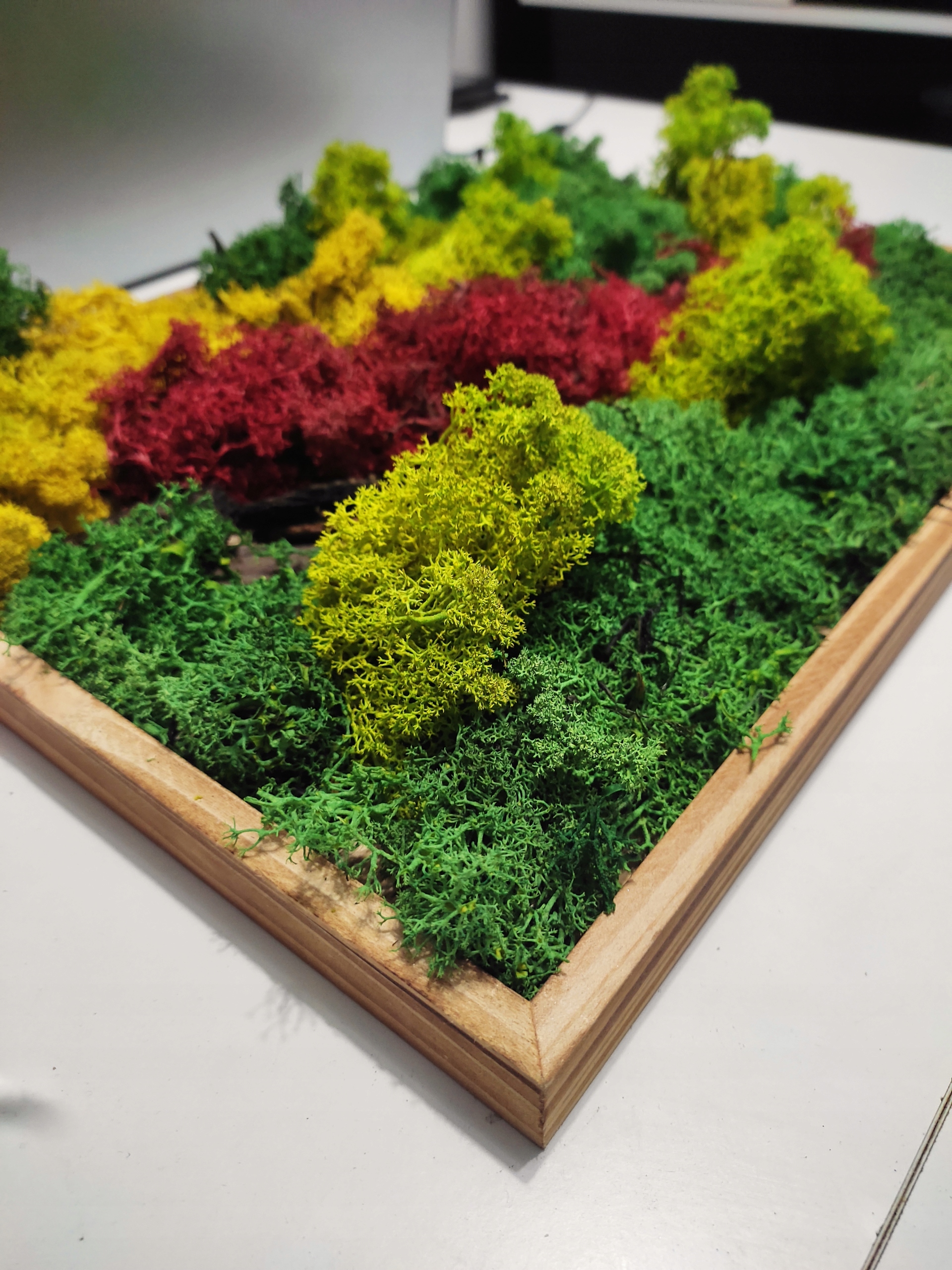 obraz z mchu chrobotek żywy obraz Marka inna