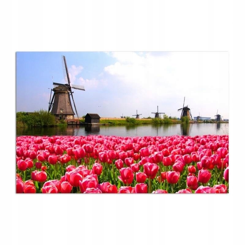 FOTO-Obraz Plátno Canvas Větrné mlýny a tulipány 50x40