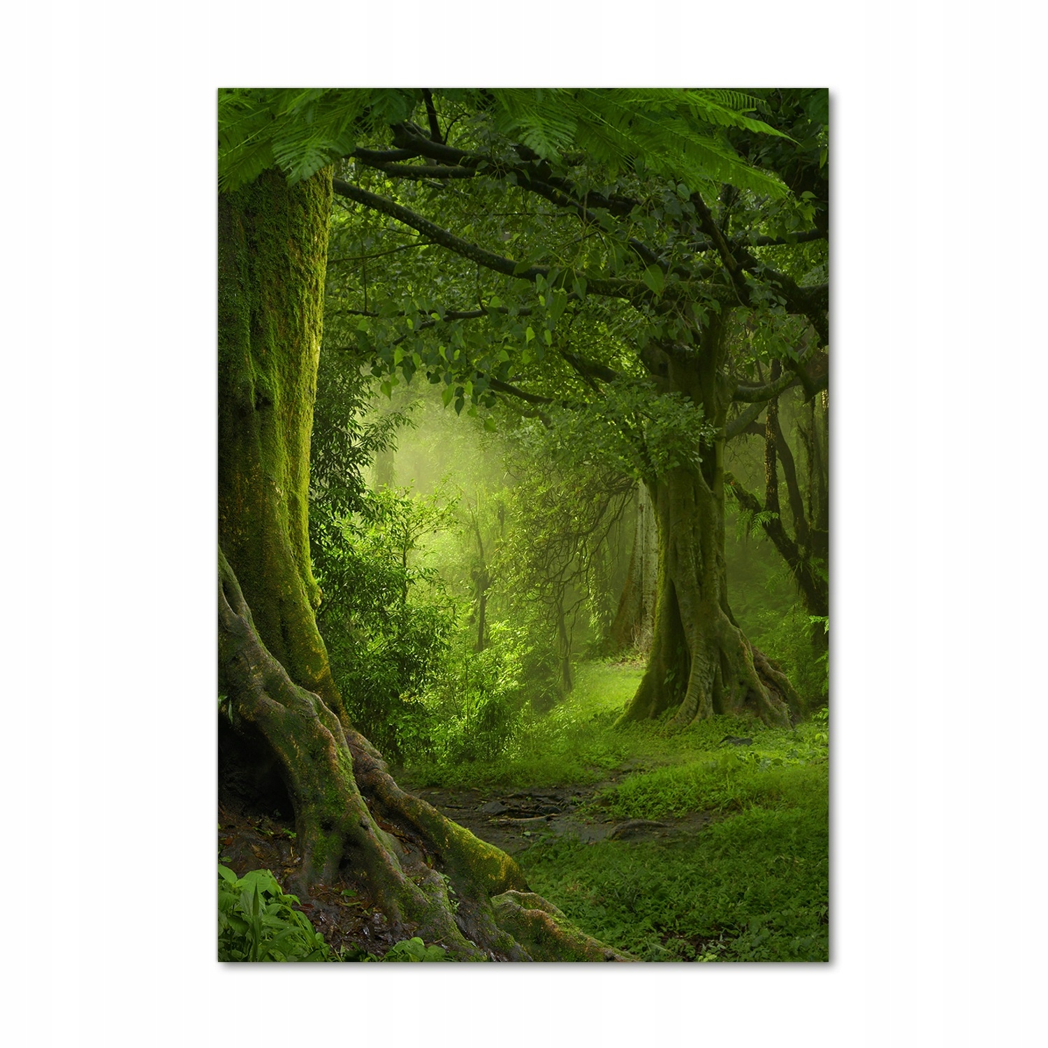 

Foto obraz na szkle Tropikalna dżungla 70x100 cm