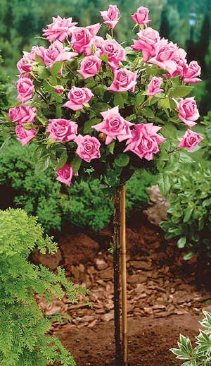 РОЗОВЫЙ РОЗОВЫЙ ПОЛНЫЙ ЦВЕТОК 736